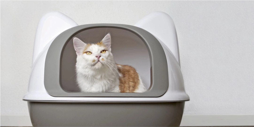 Leia mais sobre o artigo 5 erros comuns ao usar o granulado higiênico para gatos (e como evitá-los)