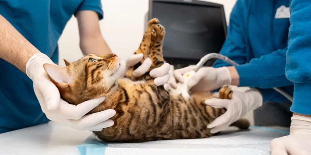 Leia mais sobre o artigo Doença Renal Crônica em Gatos: como identificar os primeiros sinais e cuidar do seu felino